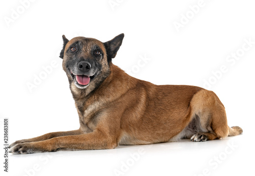 malinois in studio