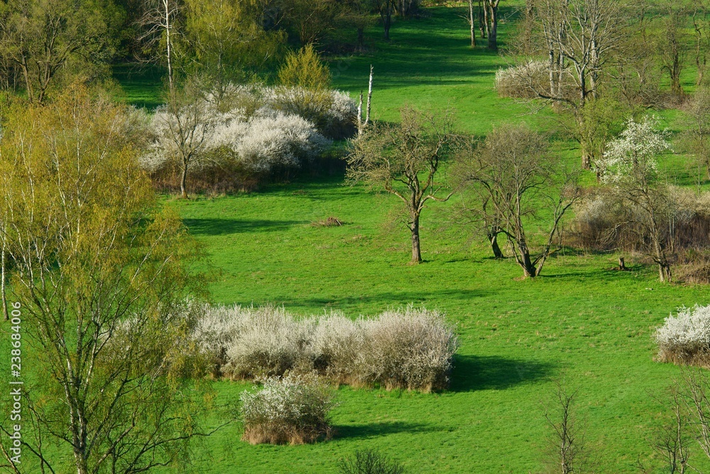 Obraz premium Tworylne - abandoned village in the Bieszczady Mountains with flowering blackthorn