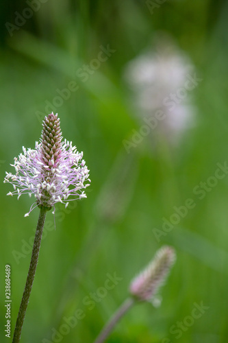 Macrophotographie fleur sauvage - Plantain lanceole - Plantago lanceole