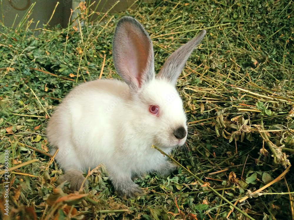 Cute white and bunny waiting for his mom Cute white and bunny waiting for his mom