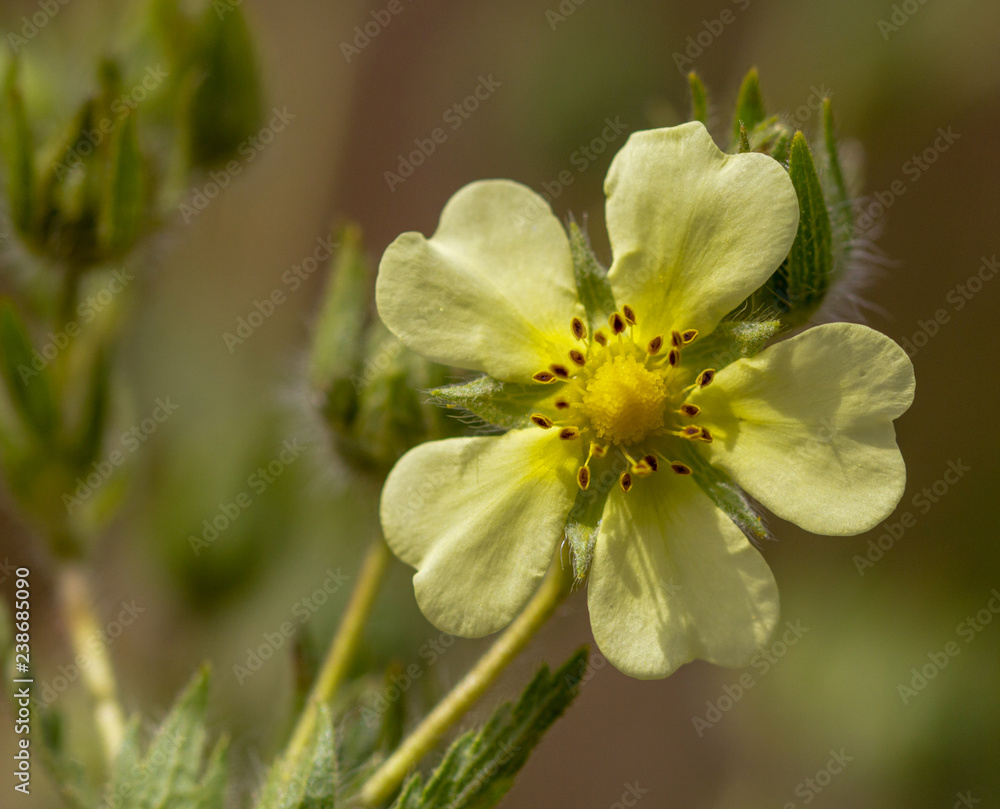 Macrophotographie fleur sauvage - Potentille dressee - Potentilla recta Macrophotographie fleur sauvage - Potentille dressee - Potentilla recta