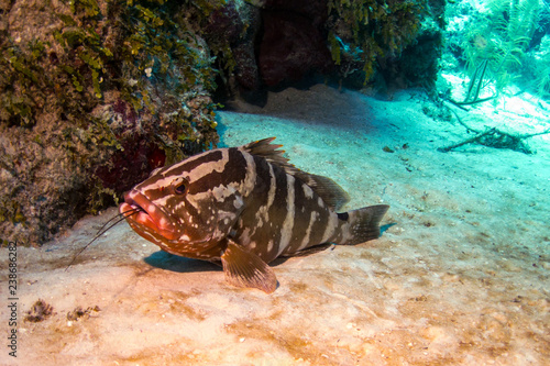 Nassau Grouper Eating Lobster - Belize Barrier Reef photo