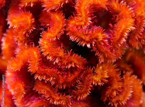 closeup of orange celosia photo