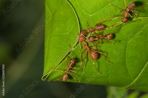 weaver ants teamwork biting leaf to build their nest