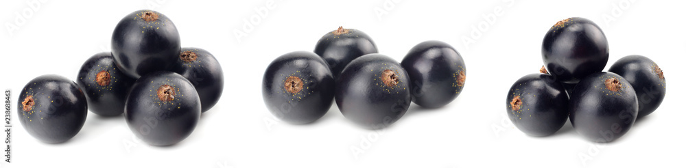 black currant isolated on white background. macro black currant isolated on white background. macro