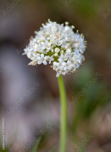 Macrophotographie fleur sauvage - Valeriane dioïque - Valeriana dioica