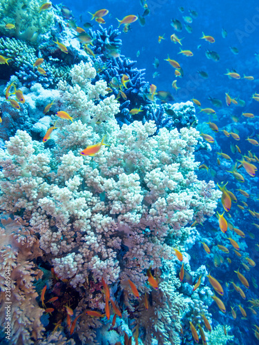 Fototapeta Naklejka Na Ścianę i Meble -  Colorful coral reef on the bottom of tropical sea
