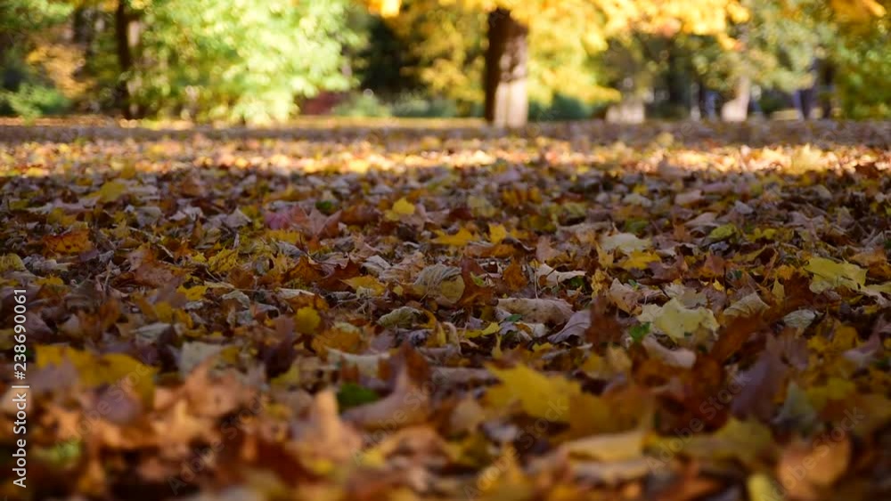 Leaves falling at park. Sunny day, point of view from the ground Leaves falling at park. Sunny day, point of view from the ground