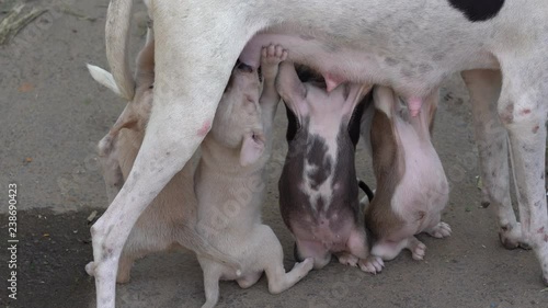 Wallpaper Mural Stray dog feeds his newborn puppies with milk in old city Jaipur, Rajasthan, India. Close up Torontodigital.ca