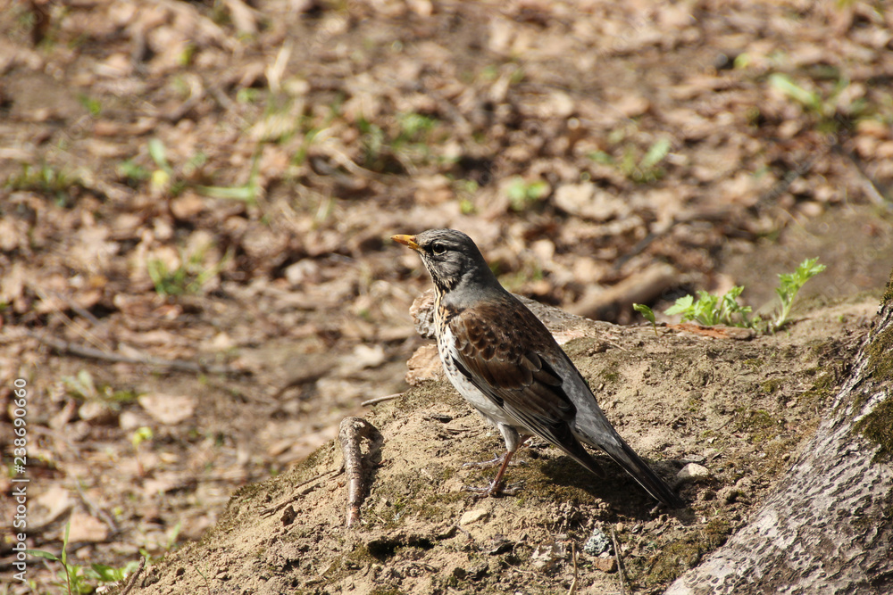 The thrush of a fieldfare spring on earth looks thoughtfully into the distance The thrush of a fieldfare spring on earth looks thoughtfully into the distance