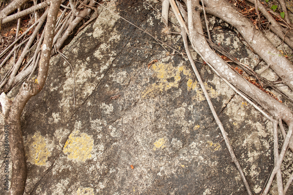 Fototapeta premium Background image of tree roots on spotted stone