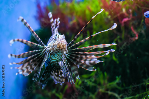 Pterois volitans. Red lionfish Pterois volitans aquarium fish. Beautiful and dangerous Lionfish photo