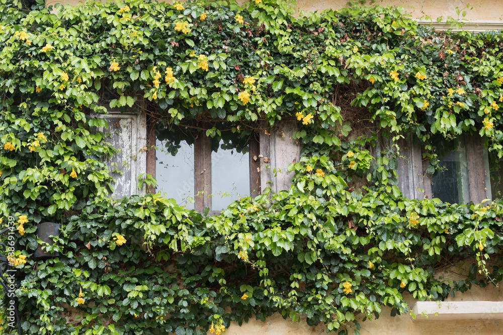 Old wooden window covered   by green ivy.