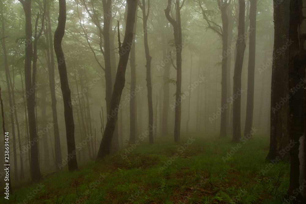 Hulskie Nature Reserve, Bieszczady Mountains. Primeval forest Hulskie Nature Reserve, Bieszczady Mountains. Primeval forest