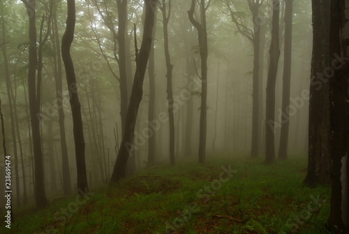 Hulskie Nature Reserve  Bieszczady Mountains. Primeval forest