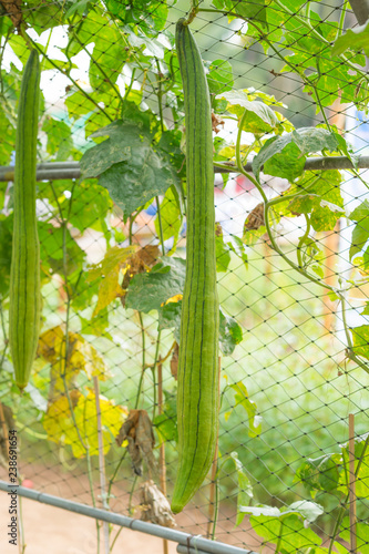 bottle gourd in garden