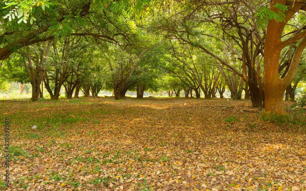 Way Through Summer Forest, Walkway Lane Path With Green Trees in Forest. Way Through Summer Forest, Walkway Lane Path With Green Trees in Forest.