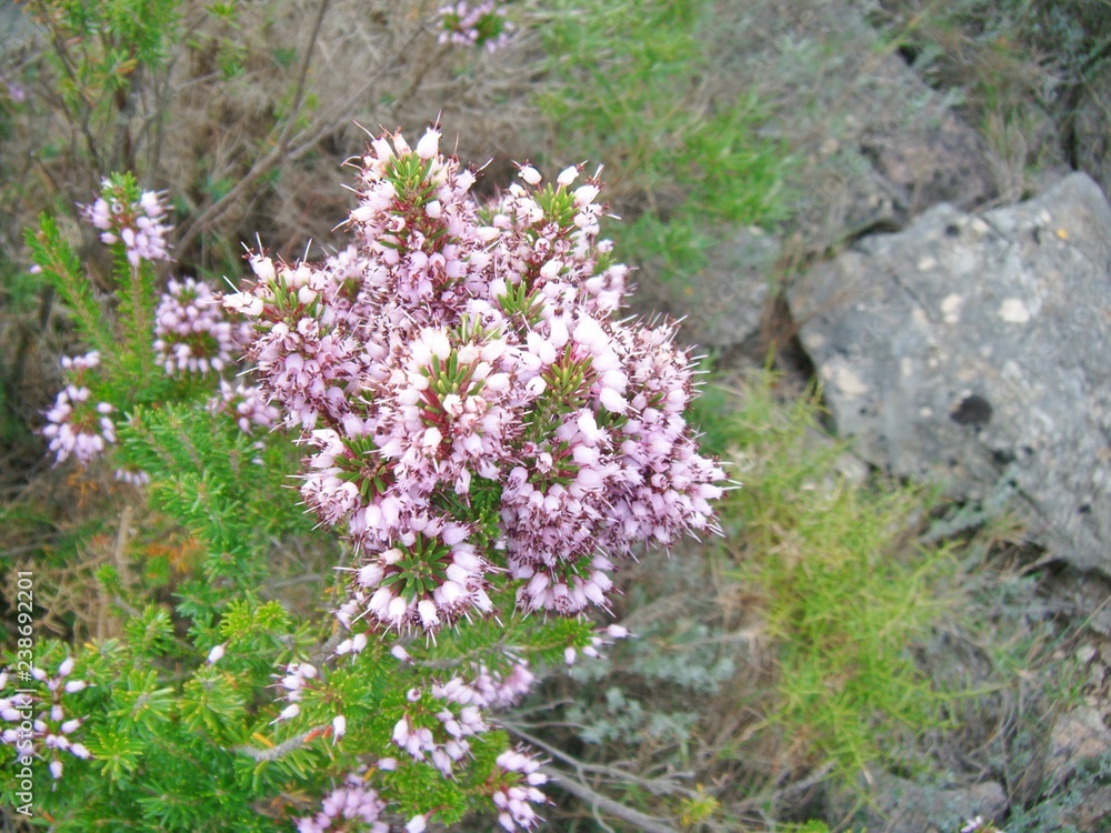 Hermosa flor silvestre Hermosa flor silvestre