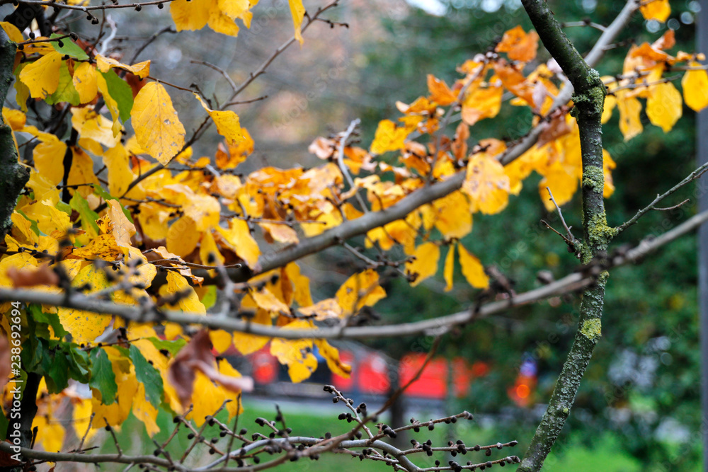Otoño Otoño