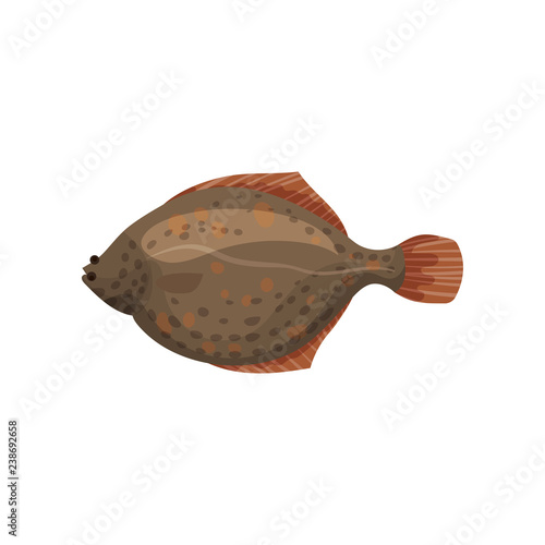 Detailed flat vector design of brown flounder fish, side view. Sea animal. Delicious marine product. Seafood theme