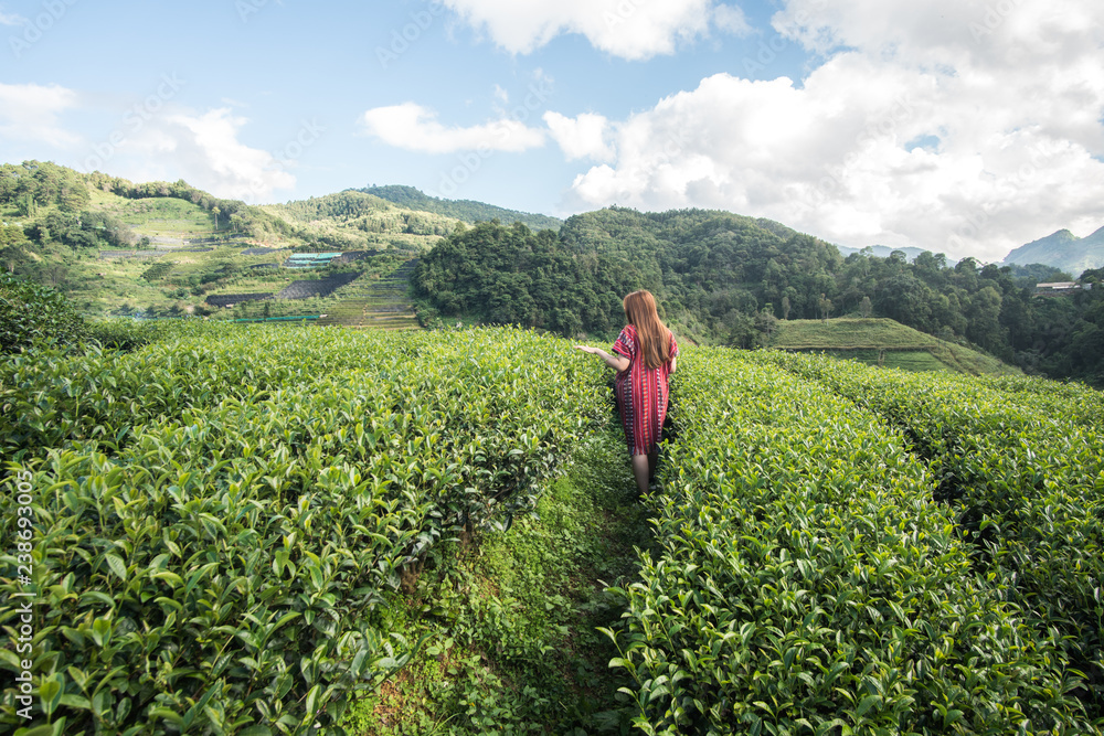 Asian woman in traditional clothes collecting tea leaves in tea plantations terrace, Chiang mai, Thailand.