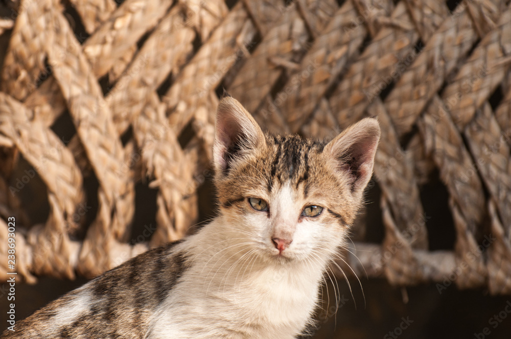 Cat in the village house Cat in the village house