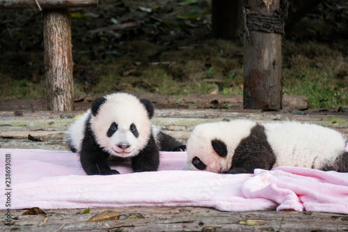 Two baby pandas on a pink blanket at the Panda Base in Chengdu, China