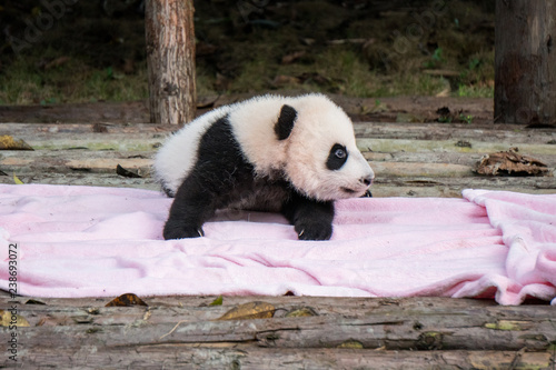 Baby panda learning to walk, on a pink blanket