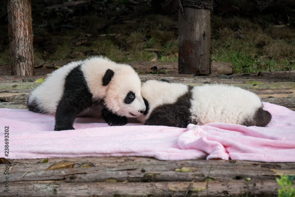 two baby panda bears on a pink blanket two baby panda bears on a pink blanket