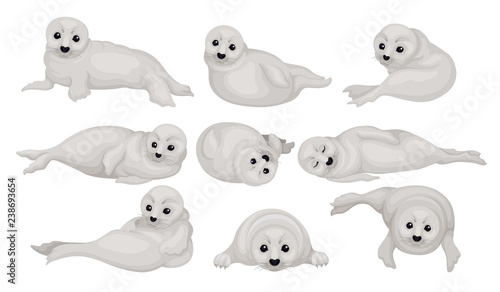 Flat vector set of funny gray seal pups in different poses. Animal of Arctic or Atlantic ocean. Marine mammal