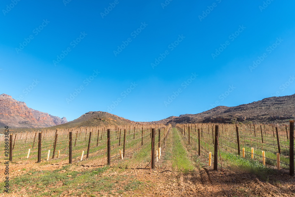 Vineyards at Kromrivier in the Cederberg Mountains