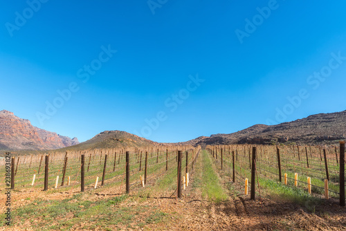 Vineyards at Kromrivier in the Cederberg Mountains