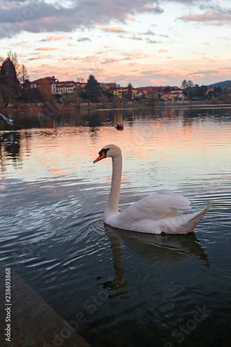 A magnificent specimen of mute swan moves elegantly over the water of the Ticino river at sunset.