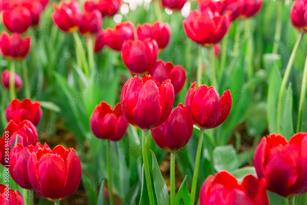 Colorful tulips in the flower garden,Tulip field. Colorful tulips in the flower garden,Tulip field.