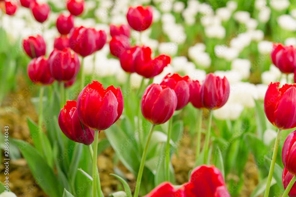 Colorful tulips in the flower garden,Tulip field. Colorful tulips in the flower garden,Tulip field.