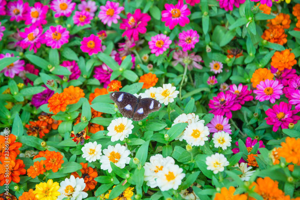 Beautiful flowers background