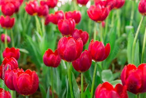Colorful tulips in the flower garden Tulip field.