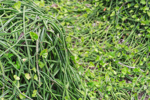 Edible stemmed vine,cissus quadragularis L.,VITACEAE,Thai herb.