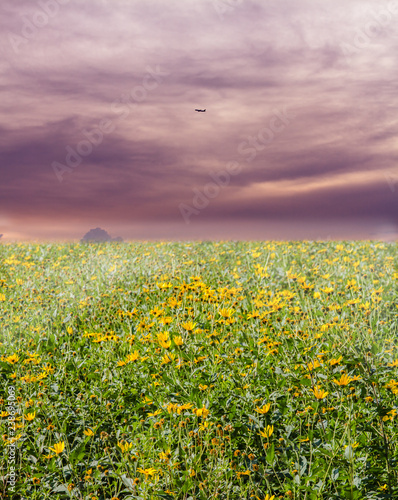 Yellow flowers, pink clouds over blossoming meadows and a range of hills on the horizon