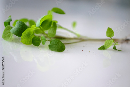 green young leaves, new life, vitamins, proper nutrition, seedlings, on a white background, health