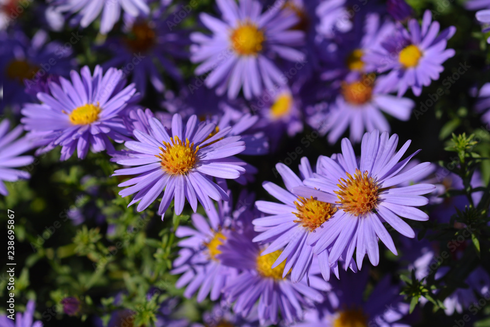 Aster Professor Kippenberg Aster Professor Kippenberg