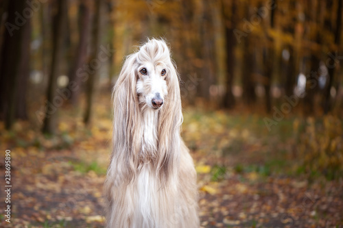 Dog, gorgeous Afghan hound, portrait, against the background of the autumn forest, space for text