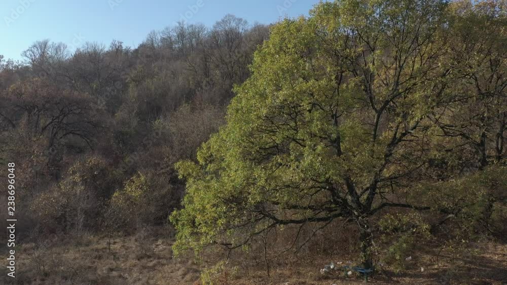 Overgrown oak tree from genus Quercus aerial 4K video