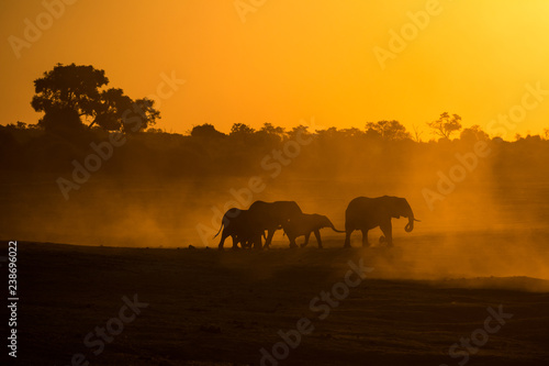 Elephants silhouette at the chobe national park