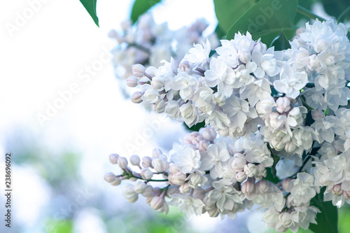 White lilac on a flowering bush  on a natural natural background