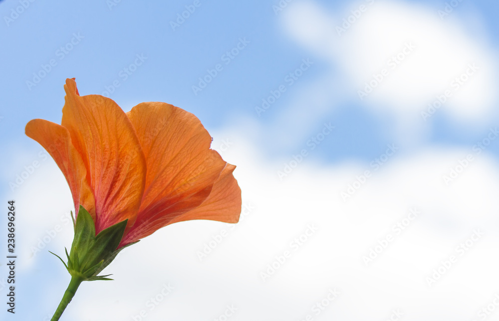 Orange flower on sky background Orange flower on sky background