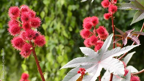 Castor-oil plant with flower and seed bolls photo