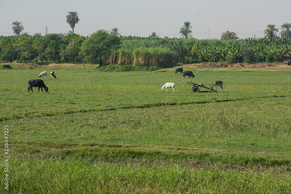Rural field with cattle and donkeys livestock in africa Rural field with cattle and donkeys livestock in africa