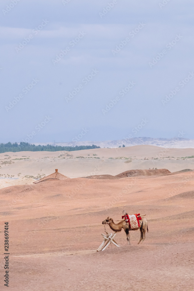 Camel in the barren gobi desert, at the historical site of Yang Pass, in Yangguan, Gansu, China Camel in the barren gobi desert, at the historical site of Yang Pass, in Yangguan, Gansu, China