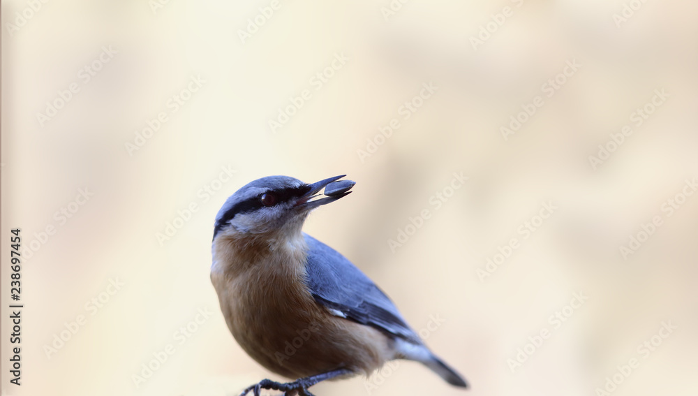 Obraz premium The nuthatch holds the seed in its beak, looks back... suddenly will take away production....